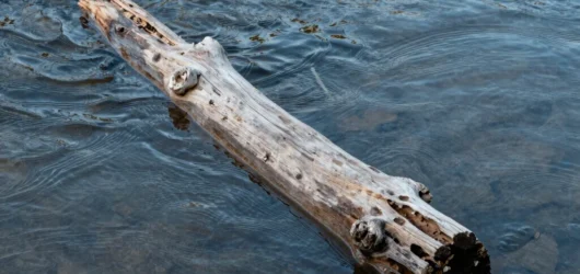 What The River Carries Away
